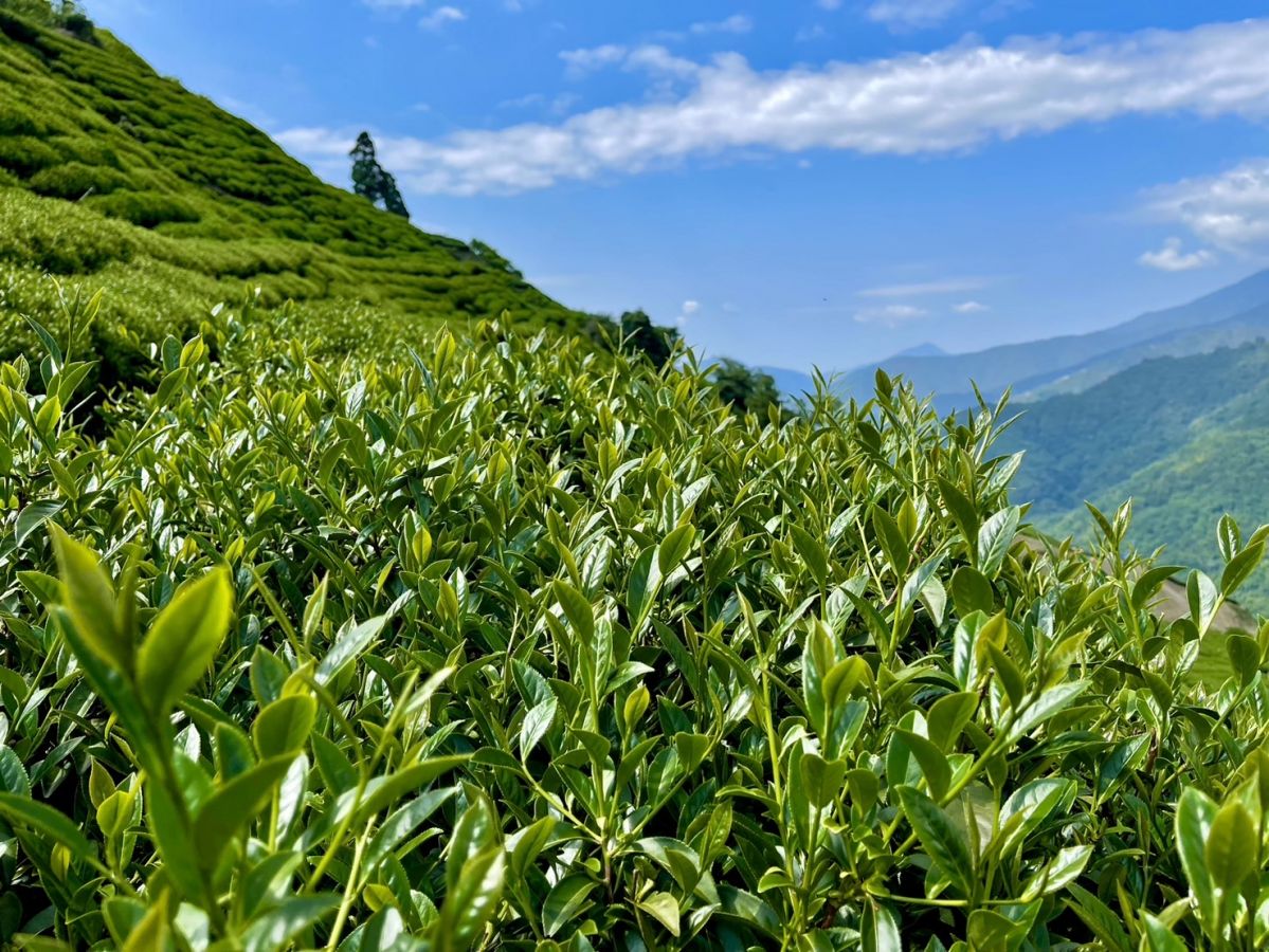 2024福壽天池 霜雪凝春茗 四兩1罐/150g 